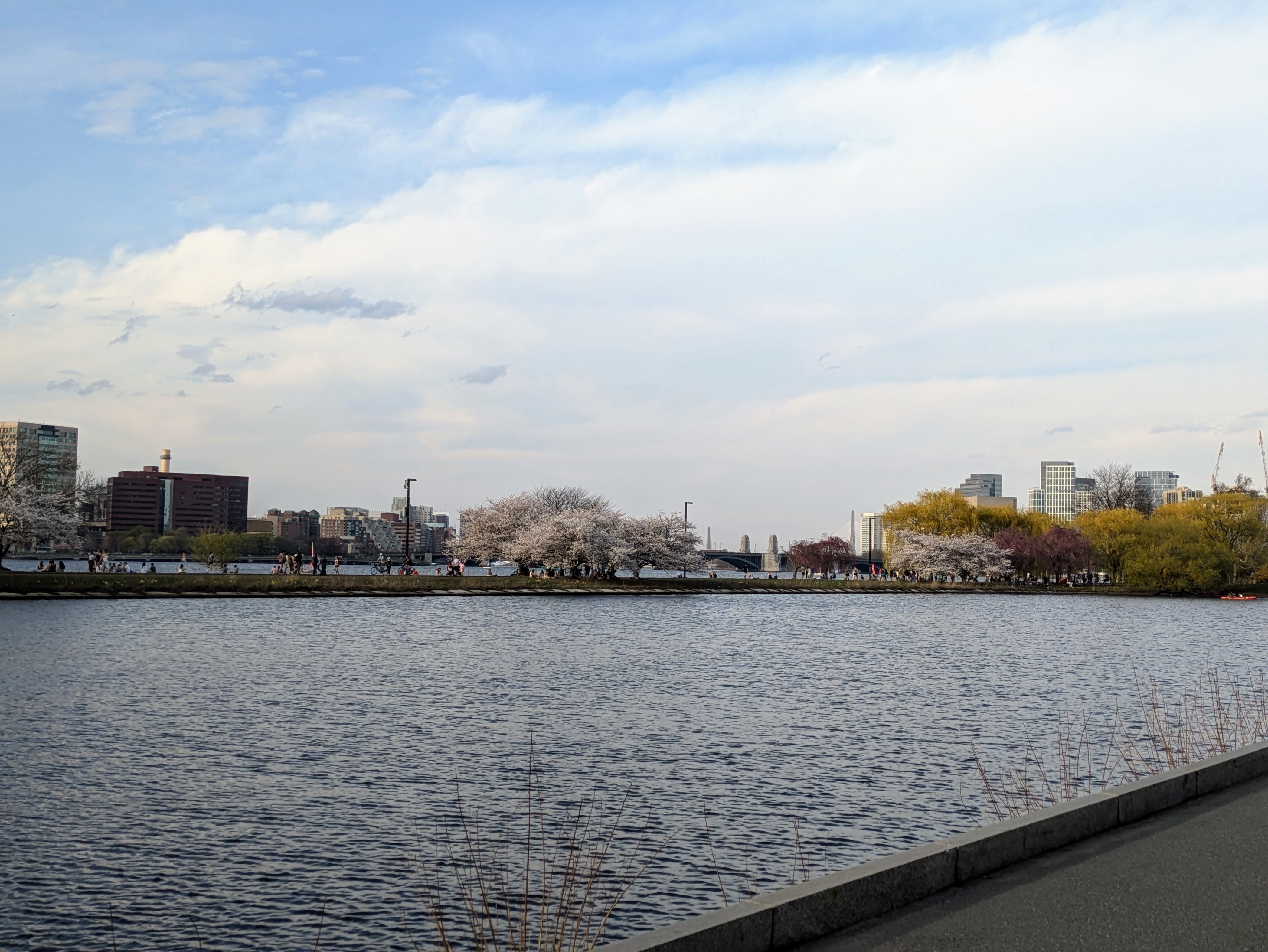 Cherry blossoms in Charles river esplanade.