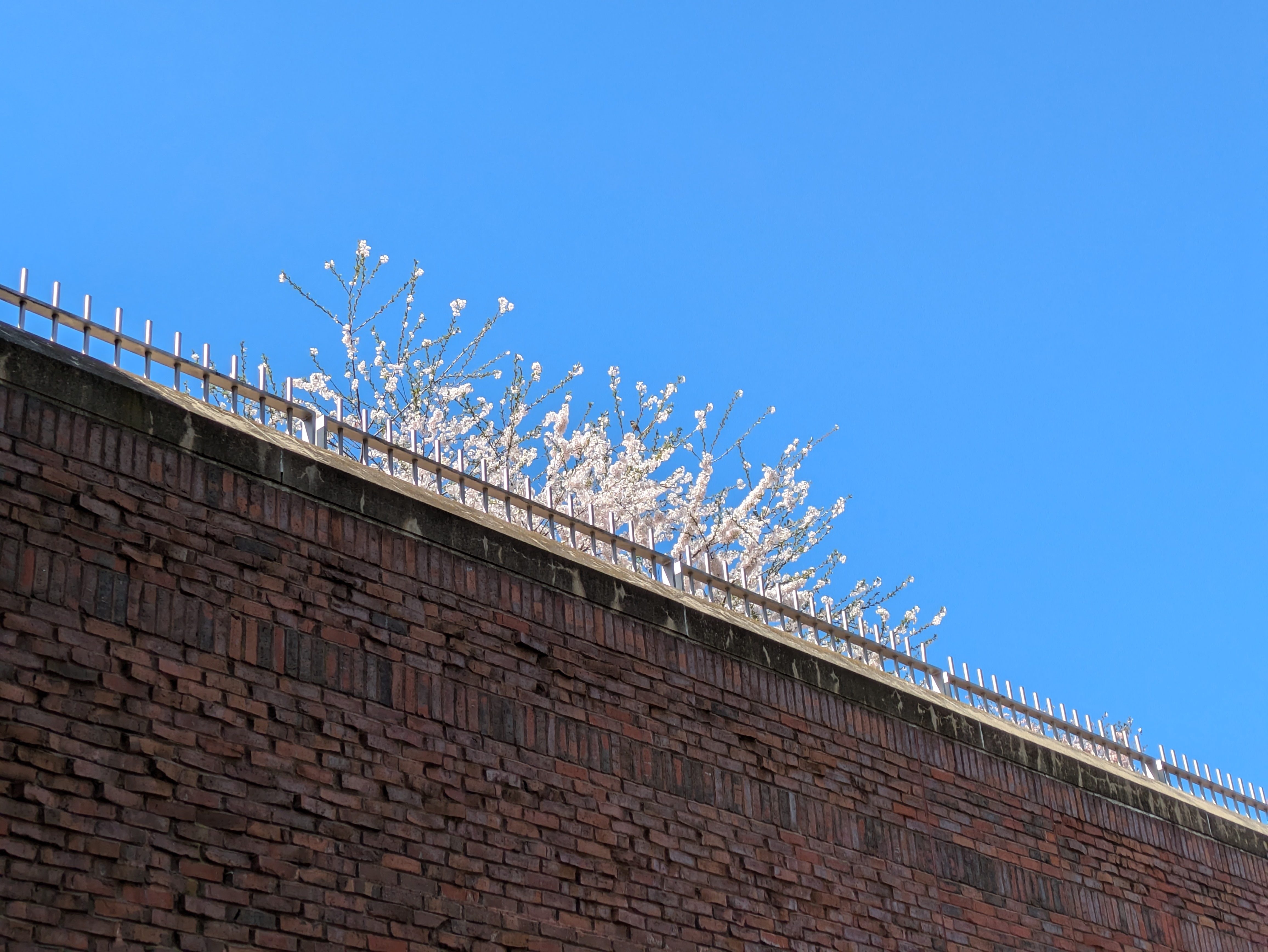 2025 Blossom in Boston