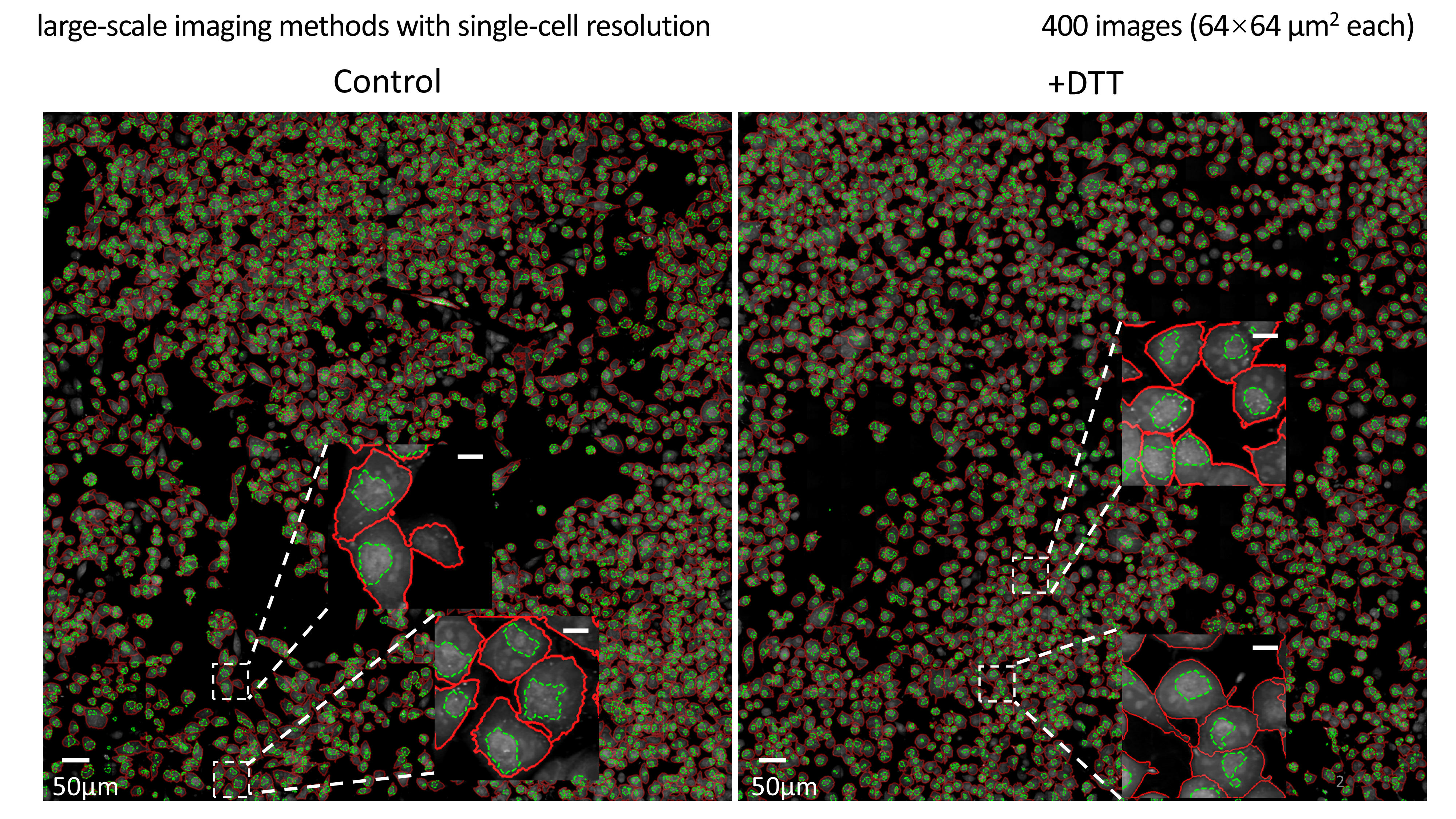 Performance on large-scale imaging with single-cell resolution