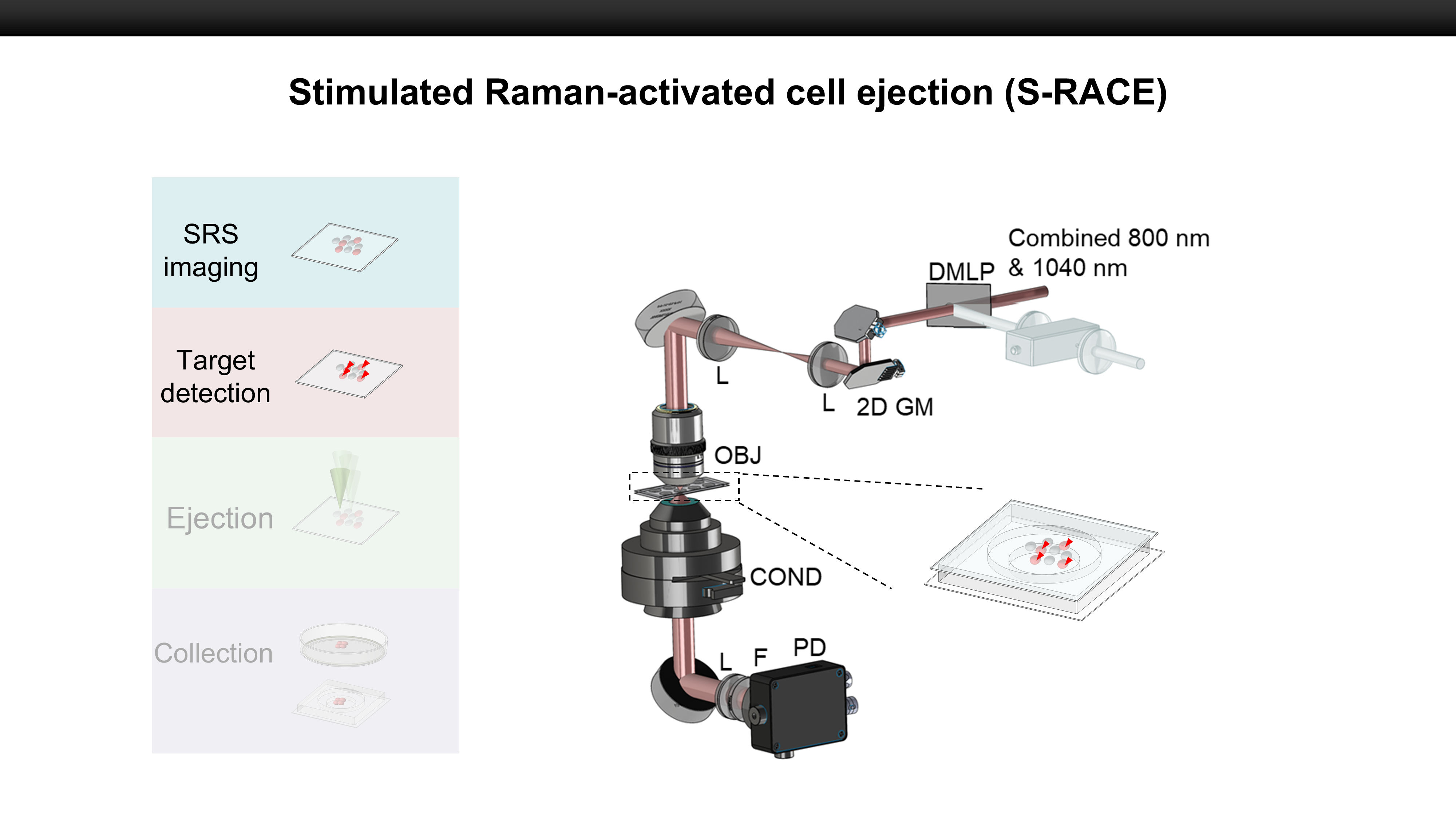 Target identification based on Raman profile with spatial constrains.