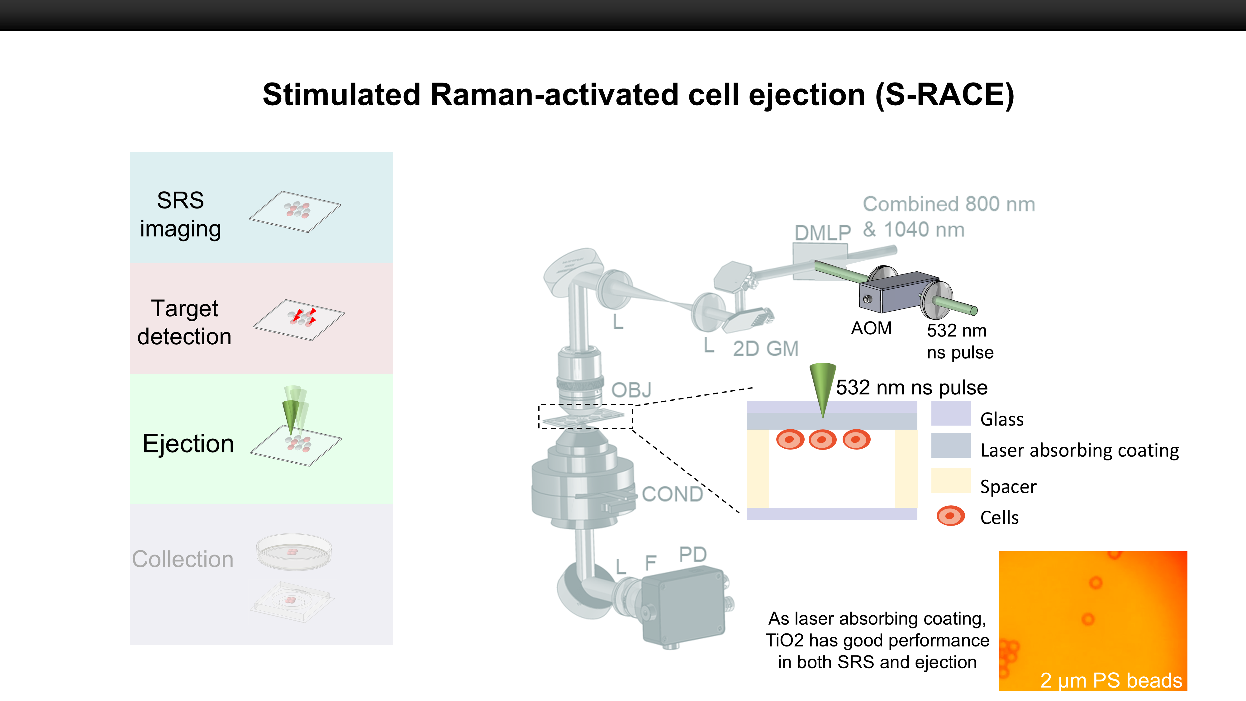 Detailed cell sorting process.