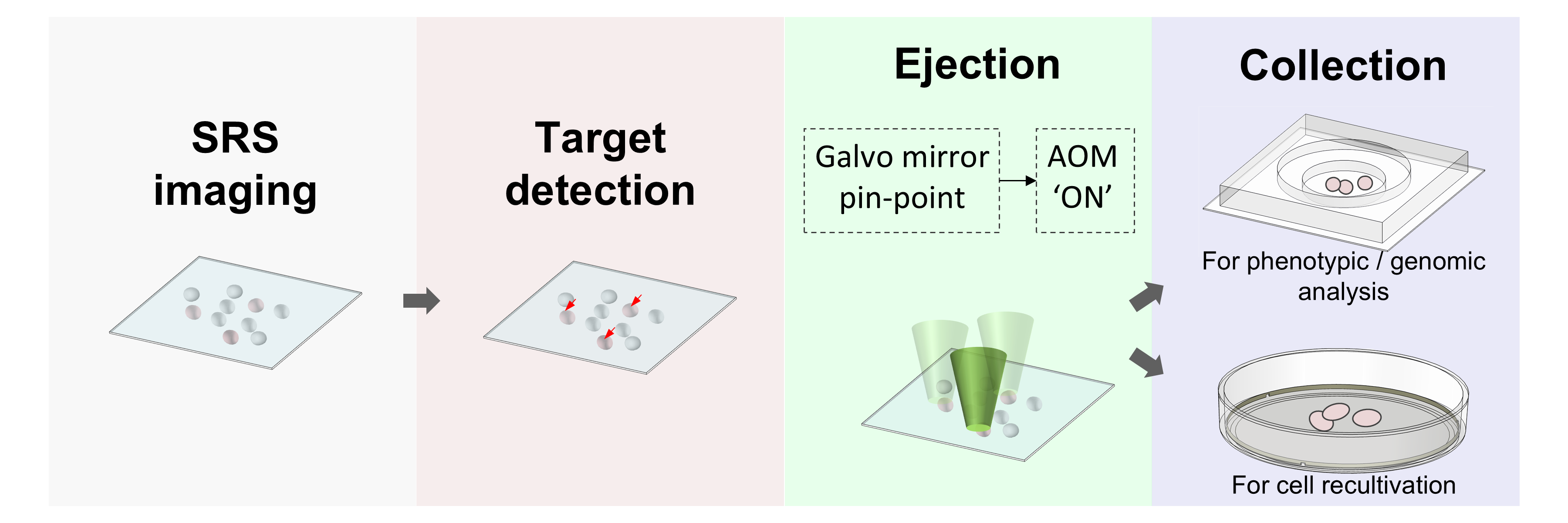 Stimulated Raman Activated Cell Sorting